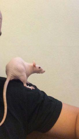 Sweet fancy and hairless rats for adoption