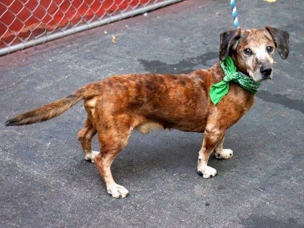 Sweet friendly dachshund Scout and bff in danger@NYC kill shelter