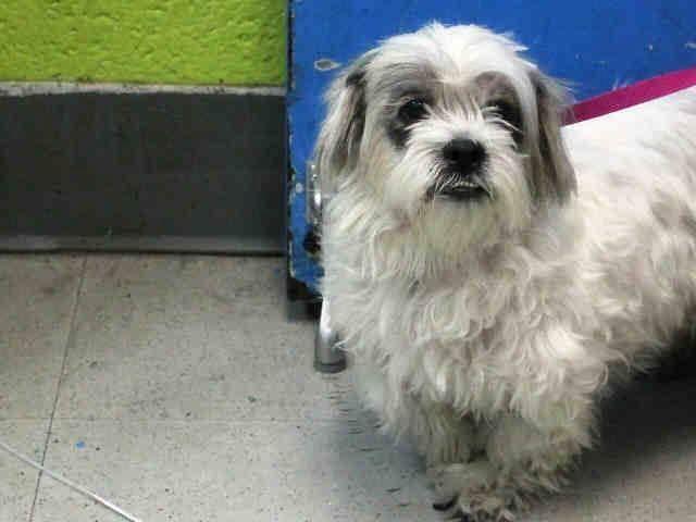 Sweet lhasa apso Missy in danger@Brooklyn kill shelter-owner died