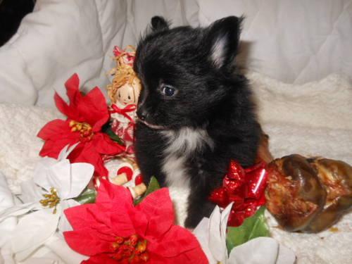 Sweet Little Pomeranian Black With White Markings
