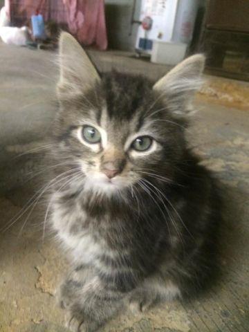 Sweet Long Haired Male Tabby Kitten for Adoption - 8 Weeks (Carlos)