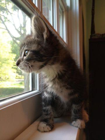 Sweet Long Haired Male Tabby Kitten for Adoption - 8 Weeks Old (Snow)