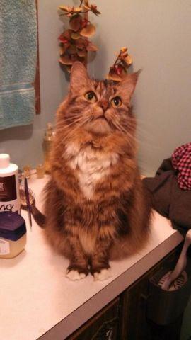 Sweet maine coon cat