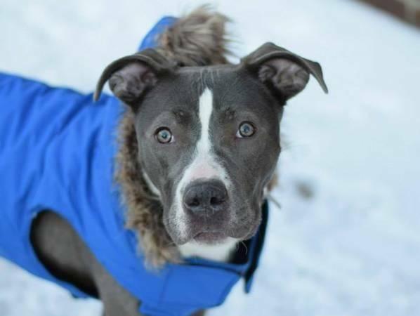 Sweet playful pitbull pup Trixy in danger@Brooklyn kill shelter