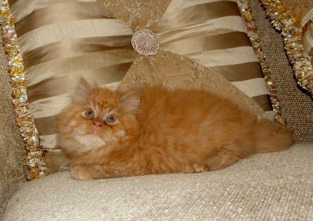 Sweet Red Tabby Persian kitten - 10 weeks old