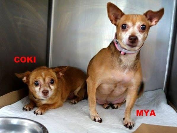 Sweet sr pair of bonded chi Mya and Coki in danger@NYC kill shelter