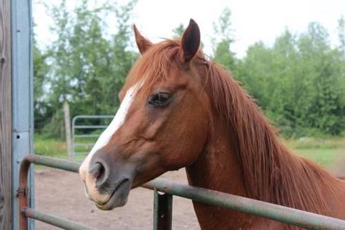 Sweet Sweet Quarter Horse Mare For Sale