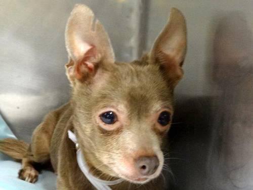 Sweet teacup chi Cameron in danger@NYC kill shelter