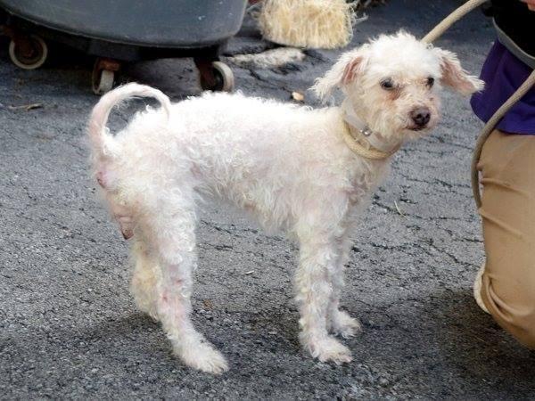Sweet toy poodle Elmo in danger@NYC kill shelter
