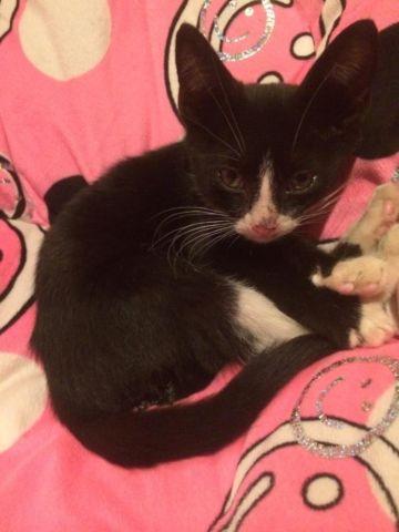 Sweet Tuxedo Male Kitten for Adoption - 8 weeks old (Joey)