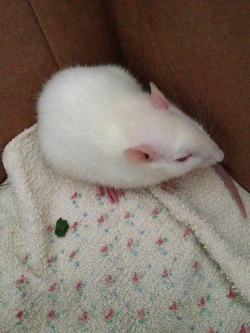 Sweet, White, Young Female Rat for Adoption