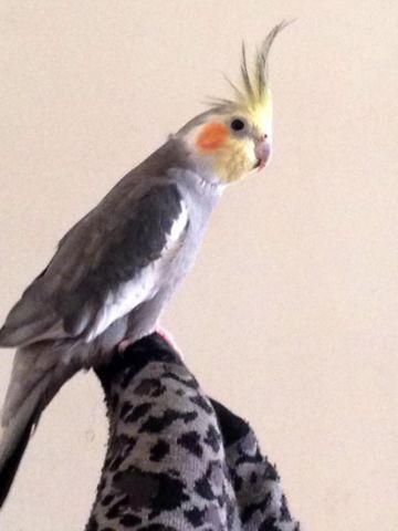 SWEET YOUNG COCKATIEL WITH KING CAGE+SMALLER CAGE+MUCH MORE