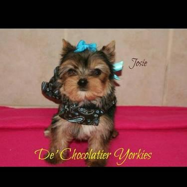 T-cup Yorkie females