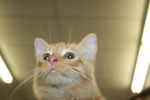 Tabby - Berry - Medium - Young - Male - Cat