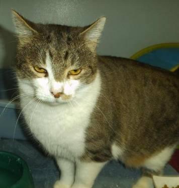 Tabby - Blackie - Small - Adult - Female - Cat