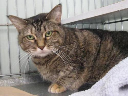 Tabby - Brown - Becky - Large - Adult - Female - Cat