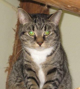 Tabby - Brown - Matti - Small - Senior - Female - Cat