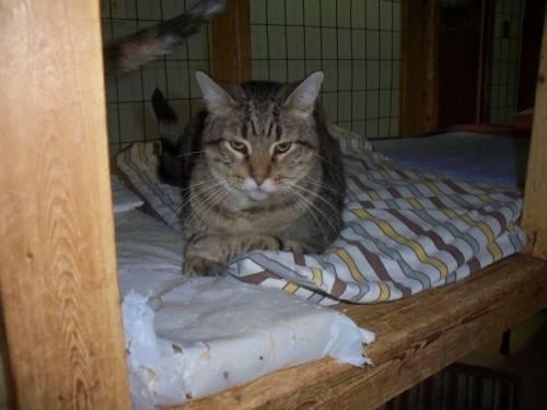 Tabby - Brown - Rocky Road - Medium - Young - Male - Cat