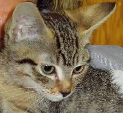 Tabby - Brown - Sapphire - Medium - Baby - Female - Cat