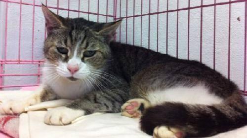 Tabby - Brown - Tigerlily - Medium - Young - Female - Cat