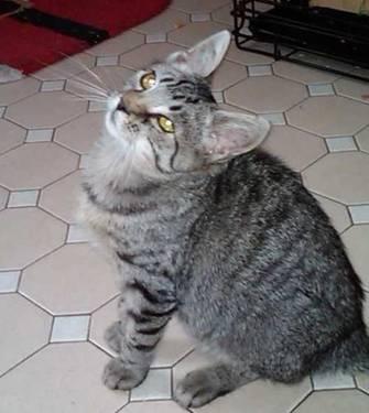 Tabby - Grey - Bart-adopted - Small - Baby - Male - Cat