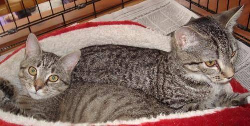 Tabby - Grey - Cookie - Medium - Baby - Female - Cat