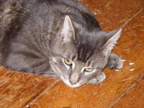 Tabby - Grey - Jose - Large - Adult - Male - Cat
