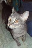 Tabby - Grey - Roxy - Medium - Young - Female - Cat