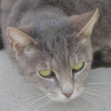 Tabby - Grey - Sandra - Medium - Adult - Female - Cat