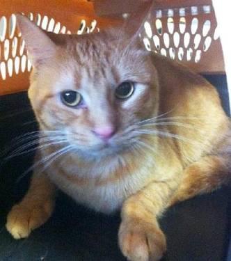 Tabby - Lovey - Medium - Young - Male - Cat