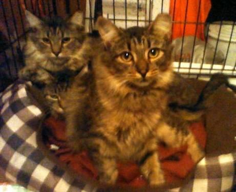 Tabby - Lucy - Medium - Young - Female - Cat