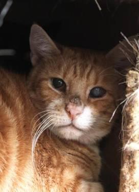 Tabby - Orange - Billy - Small - Senior - Male - Cat