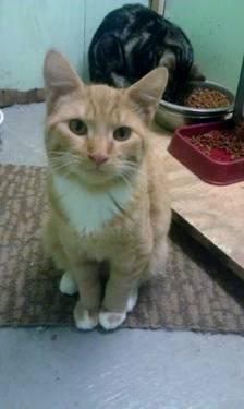 Tabby - Orange - Felix - Medium - Young - Male - Cat