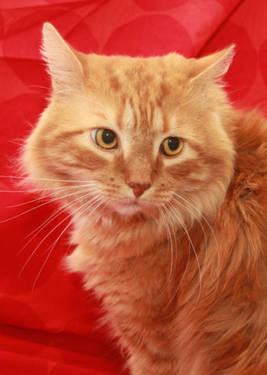 Tabby - Orange - Juan - Large - Adult - Male - Cat