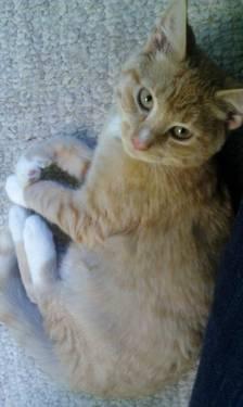 Tabby - Orange - Oscar - Medium - Young - Male - Cat