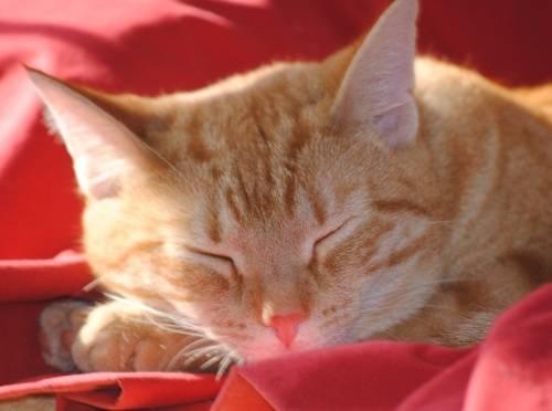 Tabby - Orange - Peaches - Medium - Young - Female - Cat