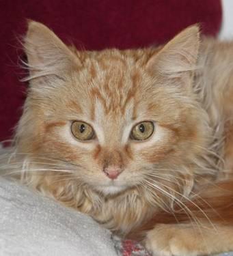 Tabby - Orange - Penny-adopted - Medium - Baby - Female - Cat