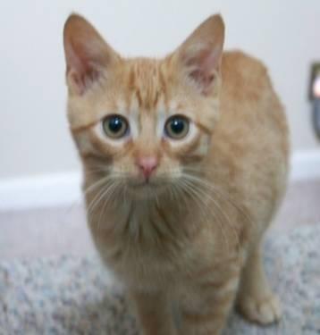 Tabby - Orange - Peter (the Brady Bunch) - Small - Young - Male