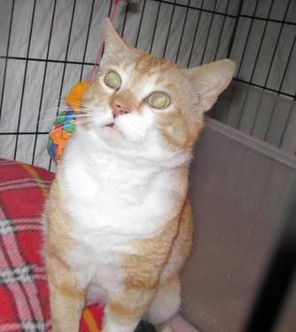 Tabby - Orange - Rusty - Large - Adult - Male - Cat