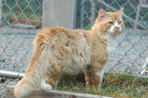 Tabby - Orange - Sunshine - Medium - Adult - Male - Cat