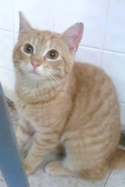 Tabby - Orange - Tabby - Medium - Young - Female - Cat