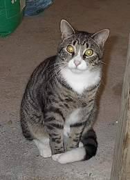 Tabby - Pinkston - Large - Adult - Male - Cat