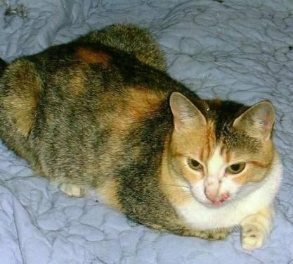 Tabby - Sabrina - Medium - Adult - Female - Cat