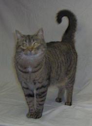 Tabby - Trixie - Small - Adult - Female - Cat