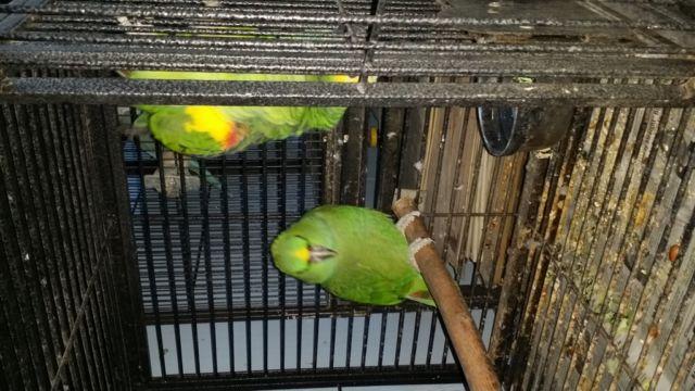 Tame female yellow nape amazon parrots for sale
