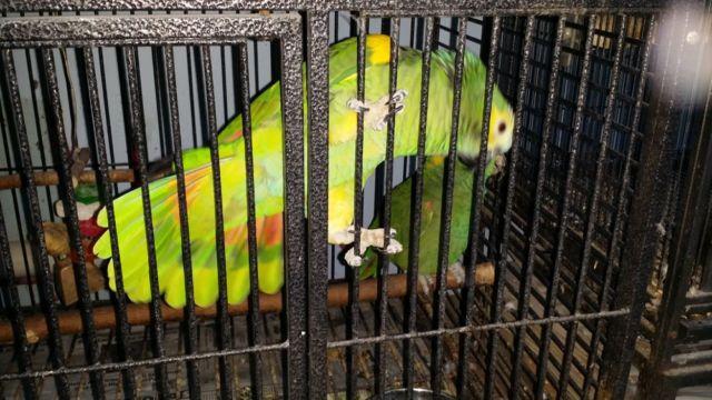 Tame male blue fronted amazons parrot for sale