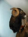 Taxidermy Collection for Sale