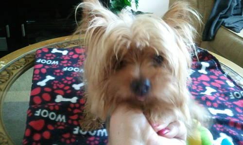 **TCUP Yorkie-poo puppy...LAST ONE! text for new pics