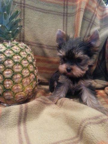 Teacup AKC Yorkshire terrier Yorkie Puppy