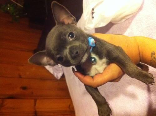 teacup blue male chihuahua with blue eyes